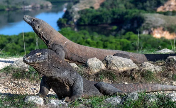 Komodo의 과학적인 Varanus Komodoensis 인도네시아 Rinca의 — 스톡 사진