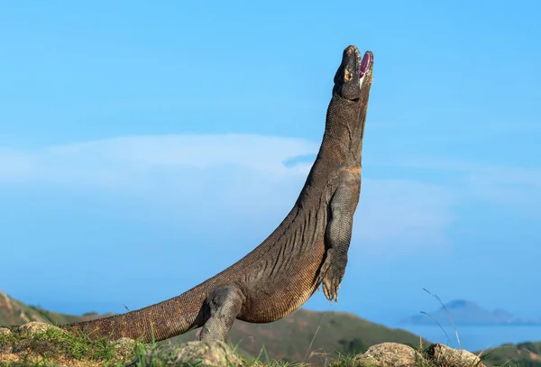 코모도 드래곤은 그것의 다리에 과학적인 Varanus Komodoensis 세계에서 살아있는 도마뱀 — 스톡 사진