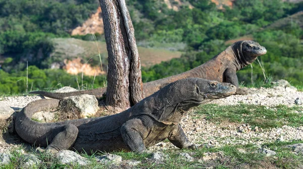 Dragón Komodo Nombre Científico Varanus Komodoensis Indonesia Isla Rinca — Foto de Stock