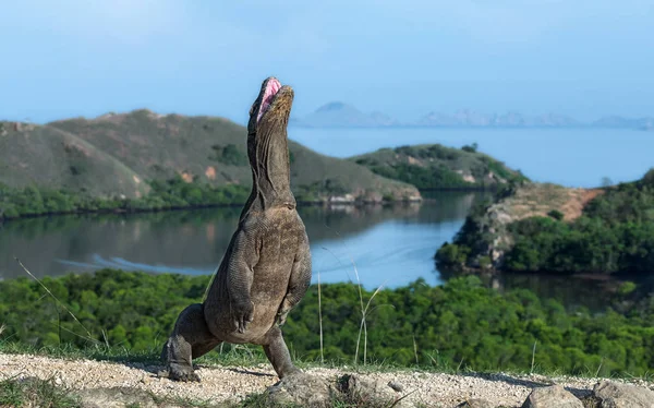 Komodo Berdiri Dengan Kaki Belakangnya Nama Ilmiahnya Adalah Varanus Komodoensis — Stok Foto