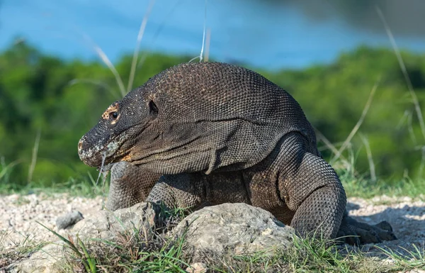 Komodo Dragon Bilimsel Adı Varanus Komodoensis Endonezya Rinca Adası — Stok fotoğraf