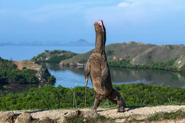 Komodo Berdiri Dengan Kaki Belakangnya Nama Ilmiahnya Adalah Varanus Komodoensis — Stok Foto