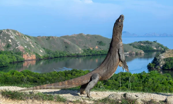 Dragón Komodo Está Pie Sobre Sus Patas Traseras Nombre Científico — Foto de Stock