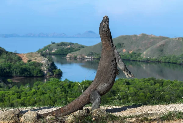 Komodo Dragon Arka Ayakları Üzerinde Duruyor Bilimsel Adı Varanus Komodoensis — Stok fotoğraf