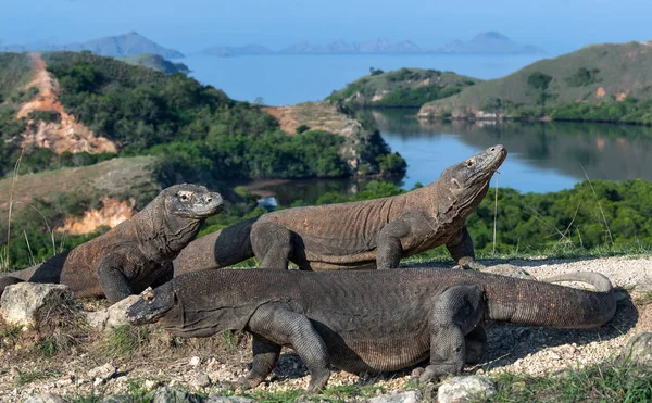 Dragón Komodo Nombre Científico Varanus Komodoensis Indonesia Isla Rinca — Foto de Stock