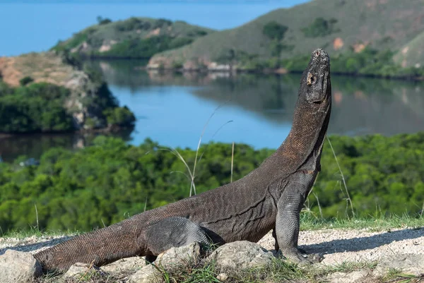 Dragão Komodo Dragão Levantou Cabeça Nome Científico Varanus Komodoensis Indonésia — Fotografia de Stock