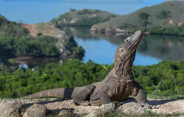 Komodo Smok Nazwa Naukowa Varanus Komodoensis Indonezja Wyspie Rinca — Zdjęcie stockowe