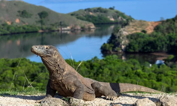 Komodo Dragon Bilimsel Adı Varanus Komodoensis Endonezya Rinca Adası — Stok fotoğraf