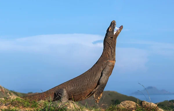 The Komodo dragon stands on its hind legs. Scientific name: Varanus komodoensis. Biggest living lizard in the world. Rinca island. Indonesia. — Stock Image Komodo Dragon Stands Its Hind Legs Scientific Name Varanus Komodoensis Royalty Free Stock Images