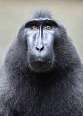 Celebes makak tepeli. Yakın çekim. Tepeli siyah makak Sulawesi makak veya siyah maymun tepeli. Doğal yaşam alanı. Sulawesi. Endonezya.