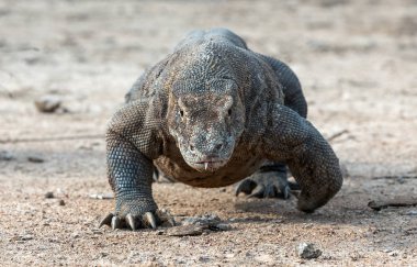 Komodo Ejderi, önden görünüm yürüme. Yakın çekim. Bilimsel adı: Varanus Komodoensis. Doğal yaşam alanı. Endonezya. Rinca Adası.