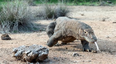 Komodo dragon o çatal dilini sniff hava ile yürüme. Komodo dragon. Bilimsel adı: Varanus komodoensis. Doğal yaşam alanı. Endonezya.
