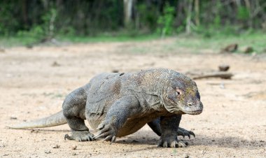Komodo Ejderi, önden görünüm yürüme. Yakın çekim. Bilimsel adı: Varanus Komodoensis. Doğal yaşam alanı. Endonezya. Rinca Adası.