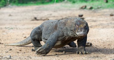 Komodo Ejderi, önden görünüm yürüme. Yakın çekim. Bilimsel adı: Varanus Komodoensis. Doğal yaşam alanı. Endonezya. Rinca Adası.