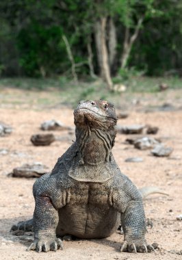 Komodo dragon, bilimsel adı: Varanus komodoensis. Doğal yaşam alanı. Endonezya.