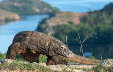 Komodo dragon, bilimsel adı: Varanus komodoensis. Doğal görünümü arka planda, doğal yaşam alanı. Endonezya.