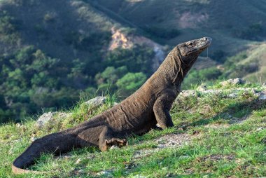 Komodo dragon. Bilimsel adı: Varanus Komodoensis. Doğal yaşam alanı. Endonezya. Rinca Adası.