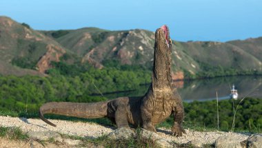 Komodo dragon açık ağız ile baş kaldırdı. Komodo dragon, bilimsel adı: Varanus komodoensis. Dünyanın en büyük yaşam kertenkele. Doğal görünümü arka planda, doğal yaşam alanı. Endonezya.