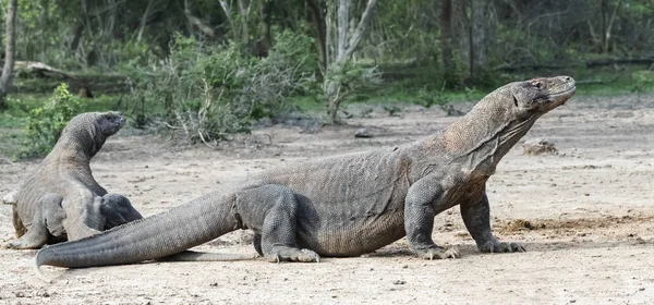 Dragões Komodo Nome Científico Varanus Komodoensis Habitat Natural Indonésia Ilha — Fotografia de Stock