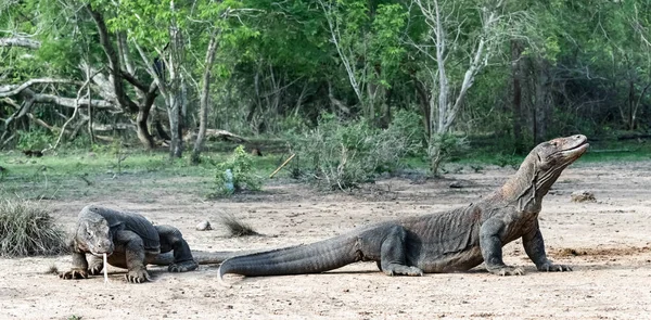 Dragones Komodo Nombre Científico Varanus Komodoensis Hábitat Natural Indonesia Isla — Foto de Stock