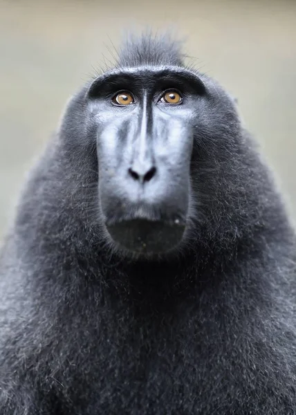 塞莱伯斯的冠状猕猴 闭上你的嘴冠黑色猕猴 苏拉威西冠猕猴 或黑色的猿 自然栖息地 苏拉威西 印度尼西亚 — 图库照片