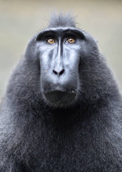 The Celebes crested macaque. Close up. Crested black macaque, Sulawesi crested macaque, or the black ape. Natural habitat. Sulawesi. Indonesia.