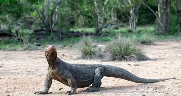 Δράκος Του Κομόντο Επιστημονική Ονομασία Varanus Komodoensis Φυσικών Οικοτόπων Ινδονησία — Φωτογραφία Αρχείου