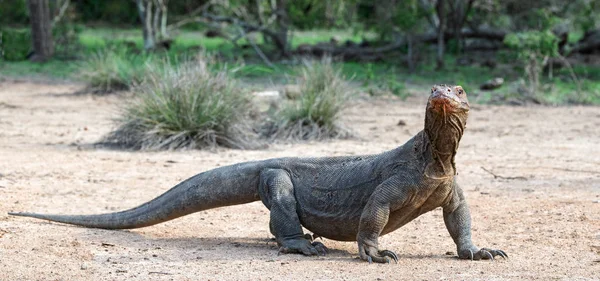 Δράκος Του Κομόντο Επιστημονική Ονομασία Varanus Komodoensis Φυσικών Οικοτόπων Ινδονησία — Φωτογραφία Αρχείου