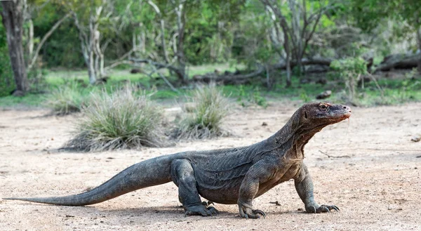 コモドドラゴン ヴァラヌス Komodoensis 自然の生息地 インドネシア — ストック写真