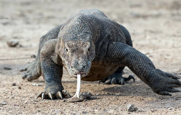 Komodo Dragon Çatal Dilini Sniff Hava Ile Yürüme Komodo Dragon — Stok fotoğraf