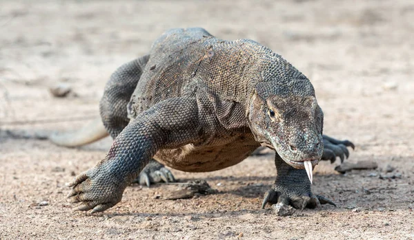 Komodo Dragon Çatal Dilini Sniff Hava Ile Yürüme Komodo Dragon — Stok fotoğraf