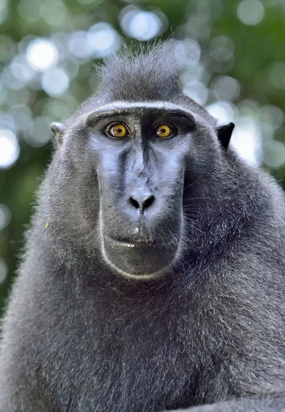 Celebes Criavam Macaco Fecha Macaco Preto Preso Macaco Crista Sulawesi — Fotografia de Stock