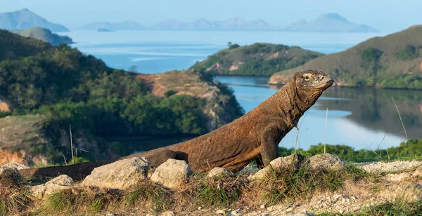 コモドドラゴン ヴァラヌス Komodoensis 背景には 自然の生息地の風光明媚なビュー インドネシア — ストック写真