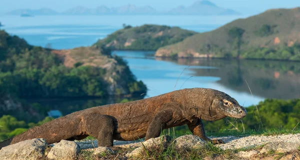 코모도 드래곤 과학적인 Varanus Komodoensis 지에서 있습니다 인도네시아 — 스톡 사진