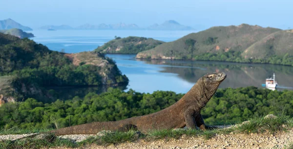 Dragón Komodo Nombre Científico Varanus Komodoensis Vista Panorámica Del Fondo — Foto de Stock