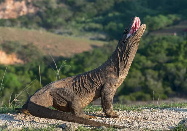 The Komodo dragon raised the head with open mouth. Komodo dragon, scientific name: Varanus komodoensis. Biggest living lizard in the world. Scenic view on the background, Natural habitat.  Indonesia.