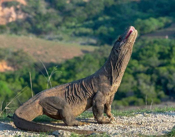 Komodo Dragon Açık Ağız Ile Baş Kaldırdı Komodo Dragon Bilimsel — Stok fotoğraf