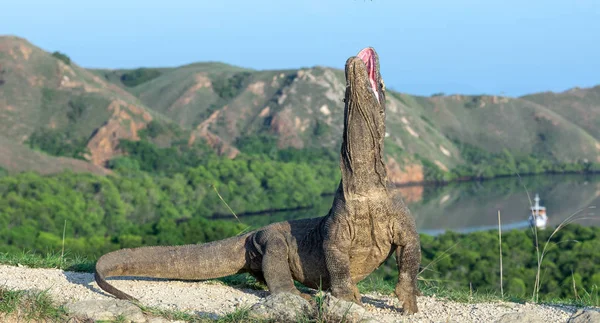 Dragón Komodo Levantó Cabeza Con Boca Abierta Dragón Komodo Nombre — Foto de Stock