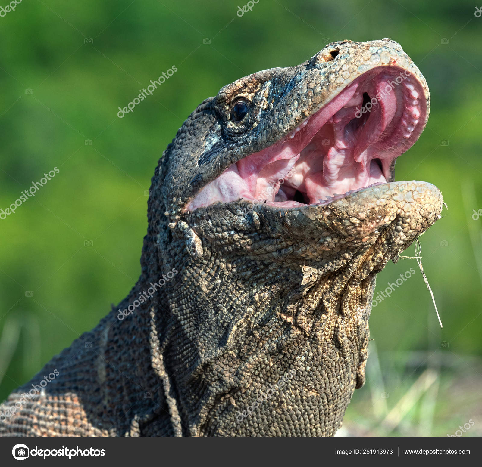Open Mouth Komodo Dragon Close Portrait Front View Komodo Dragon Stock Photo Image By Surzet 251913973