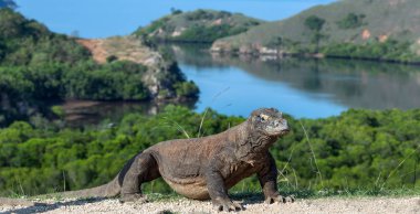 Komodo dragon, bilimsel adı: Varanus komodoensis. Doğal görünümü arka planda, doğal yaşam alanı. Endonezya.