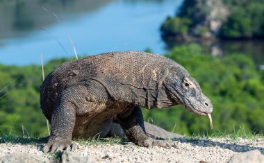 Komodo dragon o çatal dilini ve sniff hava dışarı sıkışmış. Komodo Ejderi, bilimsel adı - Varanus komodoensis. Doğal görünümü arka planda. Doğal yaşam alanı. Rinca Adası. Endonezya.