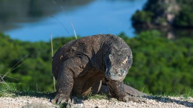 Komodo dragon, bilimsel adı: Varanus komodoensis. Doğal görünümü arka planda, doğal yaşam alanı. Endonezya.