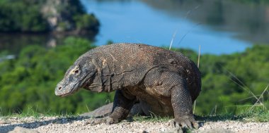 Komodo dragon, bilimsel adı: Varanus komodoensis. Doğal görünümü arka planda, doğal yaşam alanı. Endonezya.
