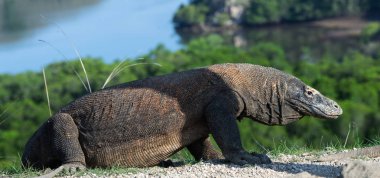 Komodo dragon, bilimsel adı: Varanus komodoensis. Doğal görünümü arka planda, doğal yaşam alanı. Endonezya.