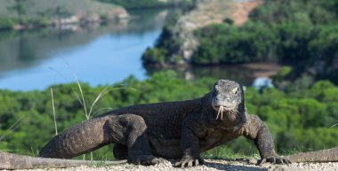 Komodo dragon, bilimsel adı: Varanus komodoensis. Doğal görünümü arka planda, doğal yaşam alanı. Endonezya.