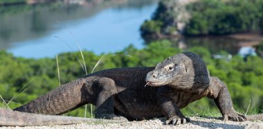Komodo dragon, bilimsel adı: Varanus komodoensis. Doğal görünümü arka planda, doğal yaşam alanı. Endonezya.