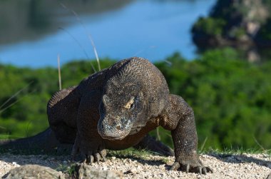 Komodo dragon, bilimsel adı: Varanus komodoensis. Doğal görünümü arka planda, doğal yaşam alanı. Endonezya.