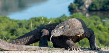 Komodo dragon o çatal dilini ve sniff hava dışarı sıkışmış. Komodo Ejderi, bilimsel adı - Varanus komodoensis. Doğal görünümü arka planda. Doğal yaşam alanı. Rinca Adası. Endonezya.