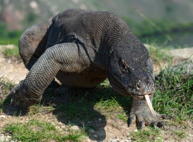 Komodo dragon o çatal dilini ve sniff hava dışarı sıkışmış. Komodo Ejderi, bilimsel adı - Varanus komodoensis. Doğal görünümü arka planda. Doğal yaşam alanı. Rinca Adası. Endonezya.