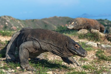 Komodo ejderleri. Komodo Ejderi, bilimsel adı - Varanus komodoensis. Doğal yaşam alanı. Rinca Adası. Endonezya.